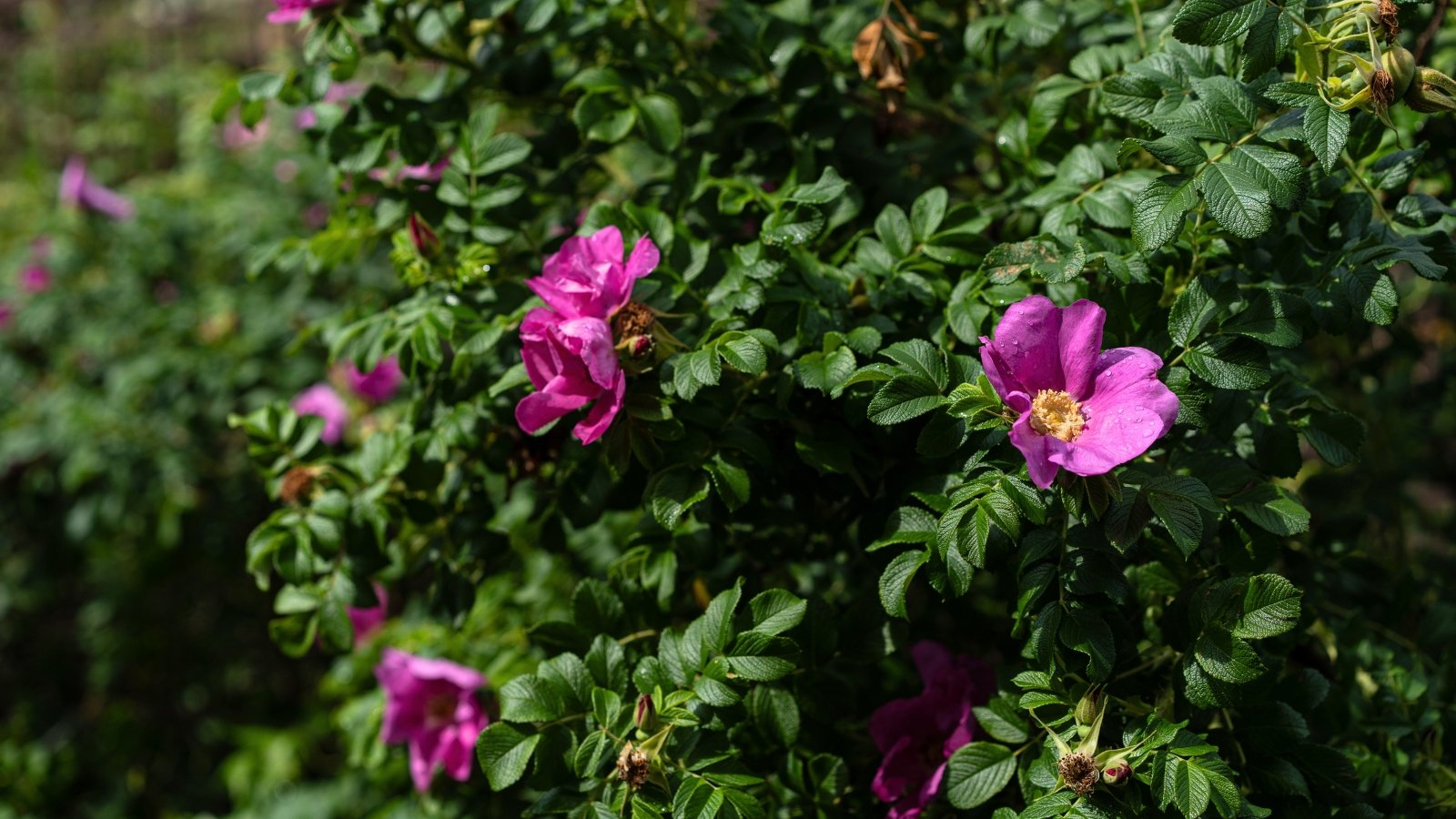 Dense hedge of thorny branches with glossy green leaves and vibrant pink flowers blooming along the stems.
