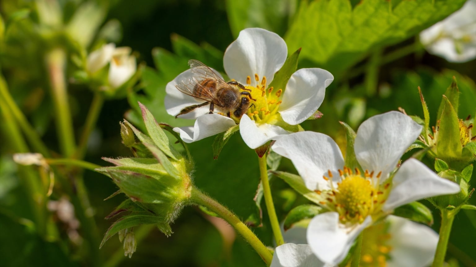 No Berries on Your Strawberry Plant? 11 Fixes to Try