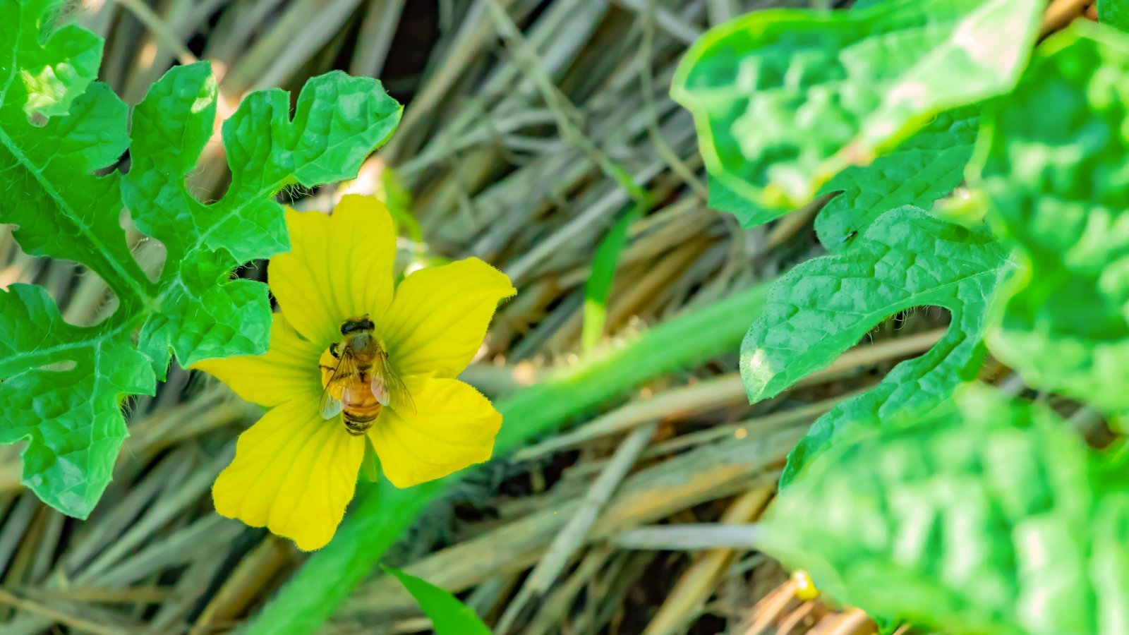 Close-up of a bee pollinating a small yellow flower growing on a stem among large lobed foliage on straw-covered soil.