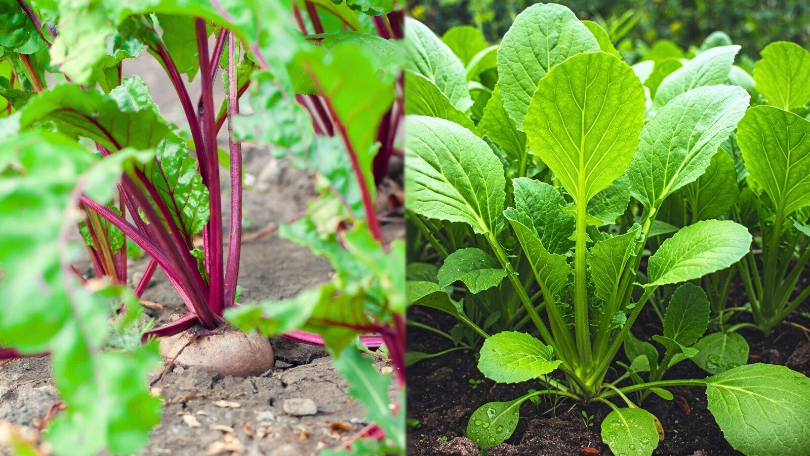 Beets with reddish stems, broad green leaves and rounded burgundy-purple roots emerging from the soil next to young mustard greens with frilly, vibrant green foliage growing in a well-tended garden bed.
