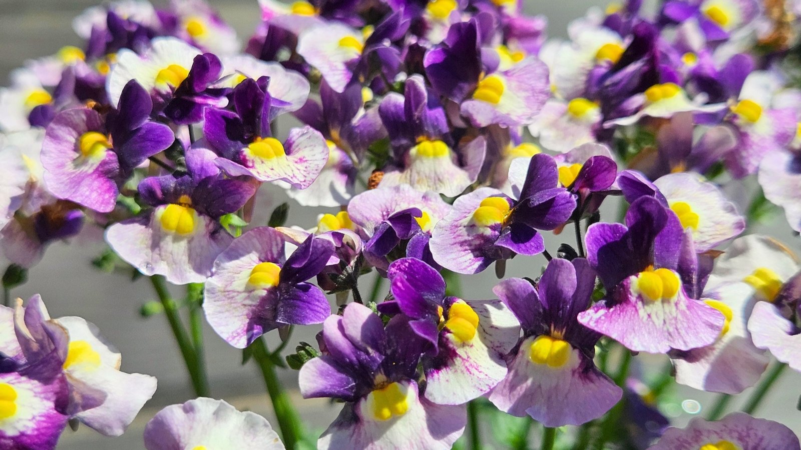 Bicolored flowers in shades of deep berry purple and creamy white bloom densely on slender green stems with narrow, slightly serrated leaves.