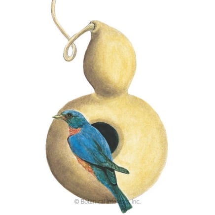 Birdhouse Hard-Shelled Gourd Seeds