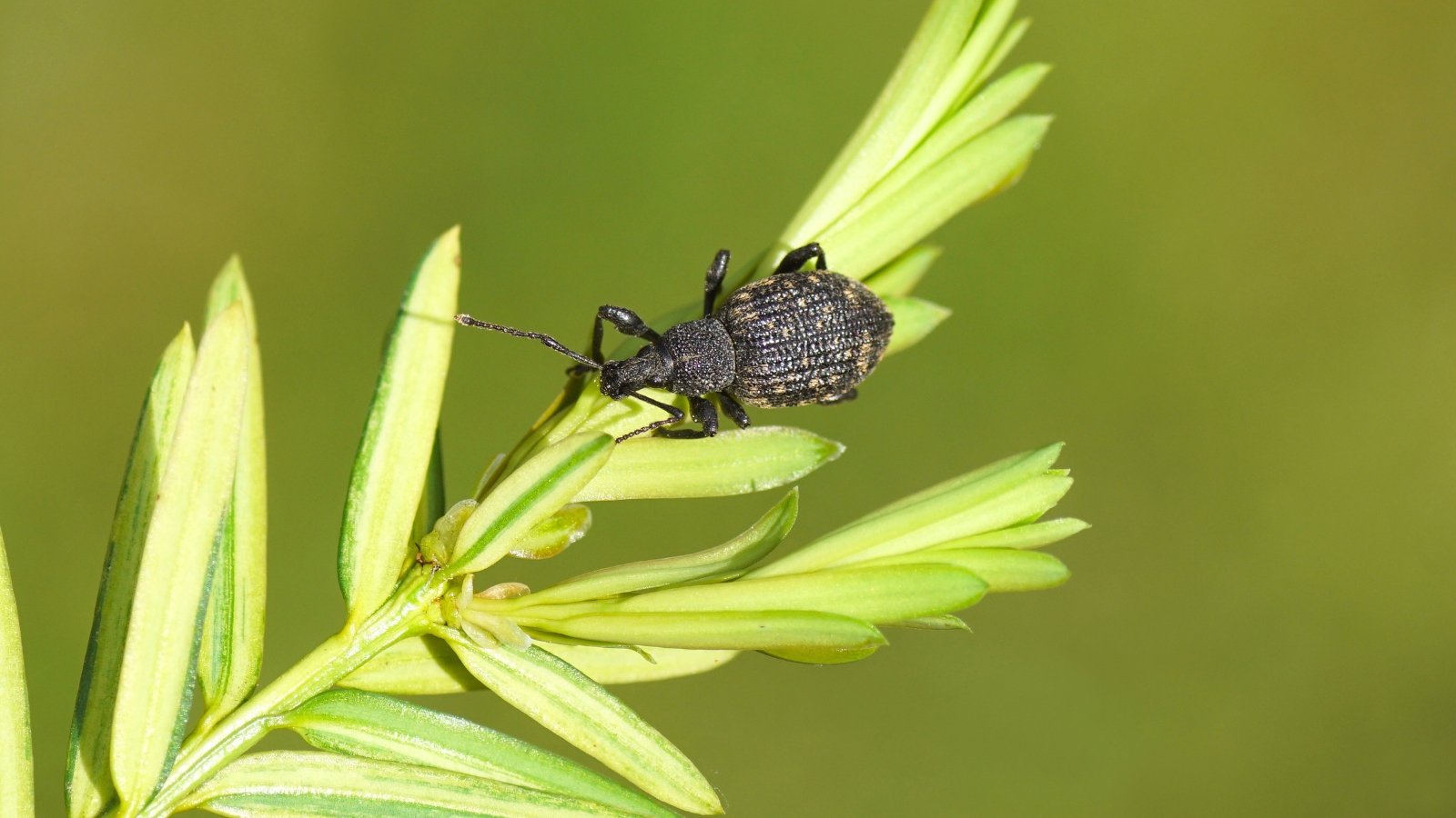 A small, dark beetle with a ridged back and curved snout crawls along a narrow yew twig with flat, needle-like leaves.