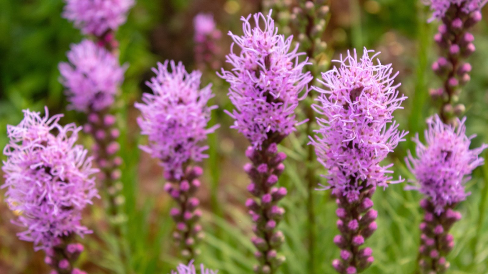 Dense, upright spikes of fluffy purple blooms emerge from grass-like green leaves.