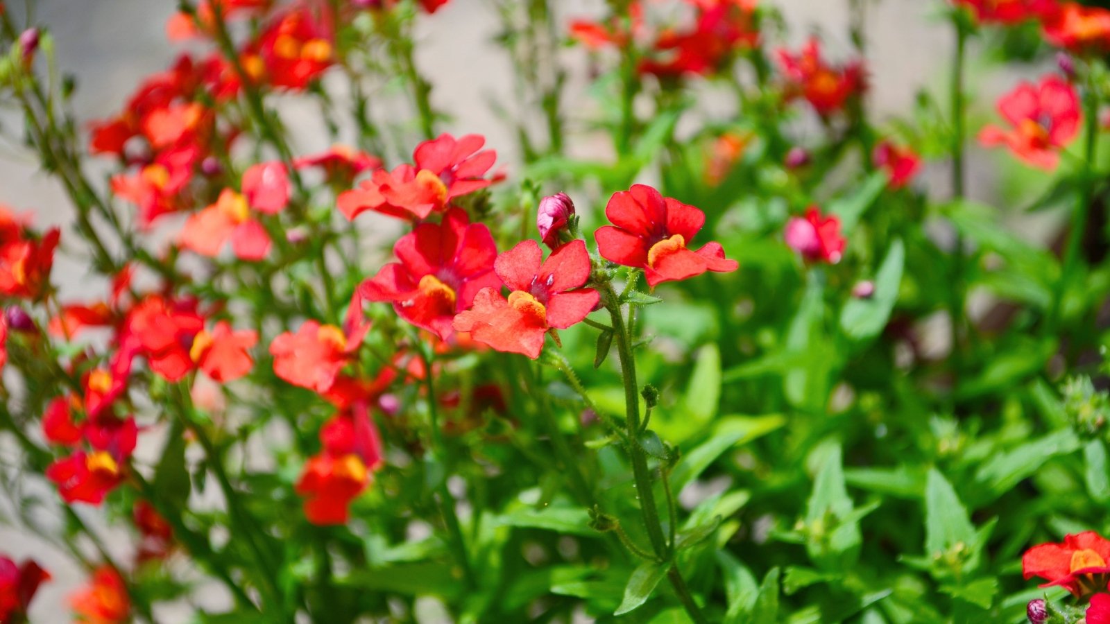 Clusters of fiery red-orange flowers with yellow throats bloom on upright green stems with narrow leaves.