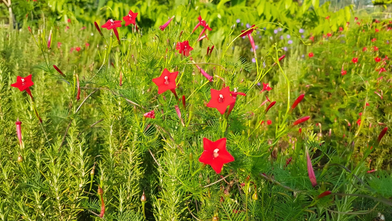 Climbing stems covered in fine, lacy green leaves are dotted with scarlet flowers shaped like pointed stars.