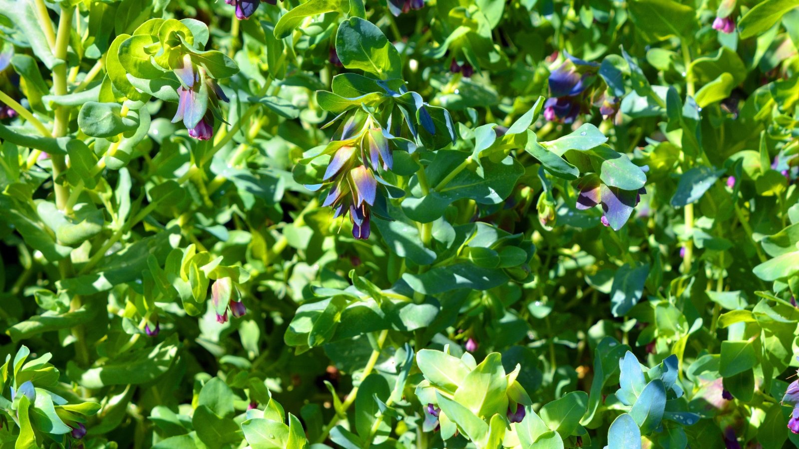 Silvery-green leaves frame drooping indigo blossoms held under flared, smoky-blue bracts.