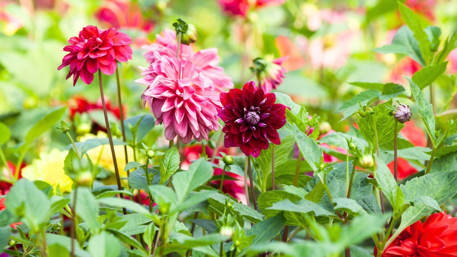 A dense cluster of blooming dahlias in vibrant shades of pink and red fills the garden with layered petals and lush green foliage.
