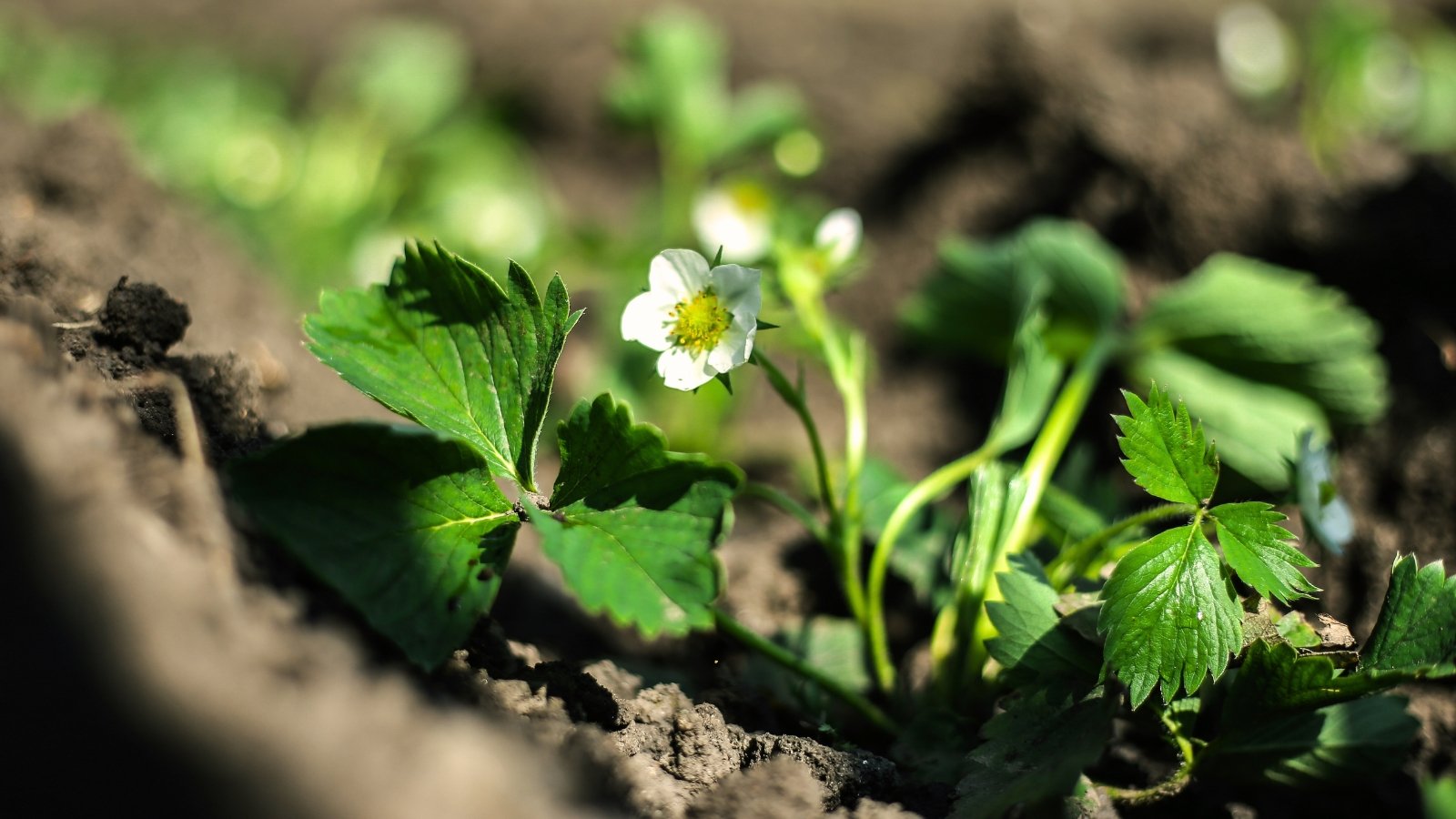 A young strawberry seedling with bright green leaves and delicate white flowers blooms above gray-black soil.