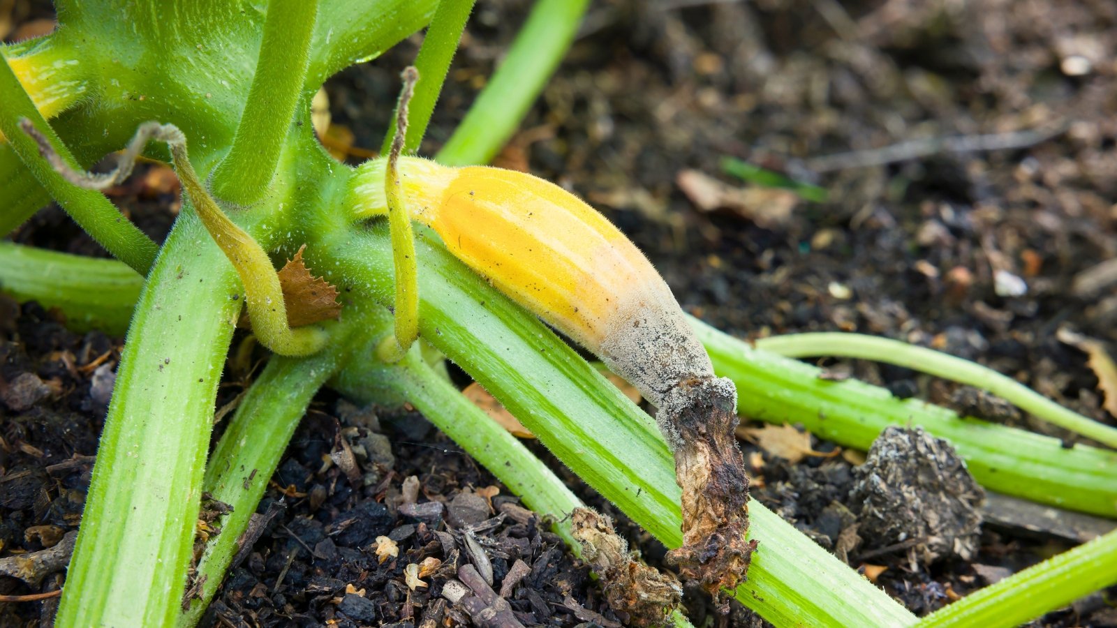 Yellow zucchini fruit with a dark, sunken, rotting patch at the blossom end rests among broad green leaves and thick stems.