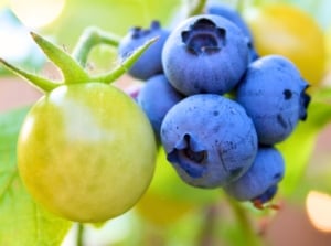 Blueberry companion plants. Close-up of a cluster of ripe dark blue round berries growing next to a small green ripening cherry tomato, against a blurred background of a green garden.
