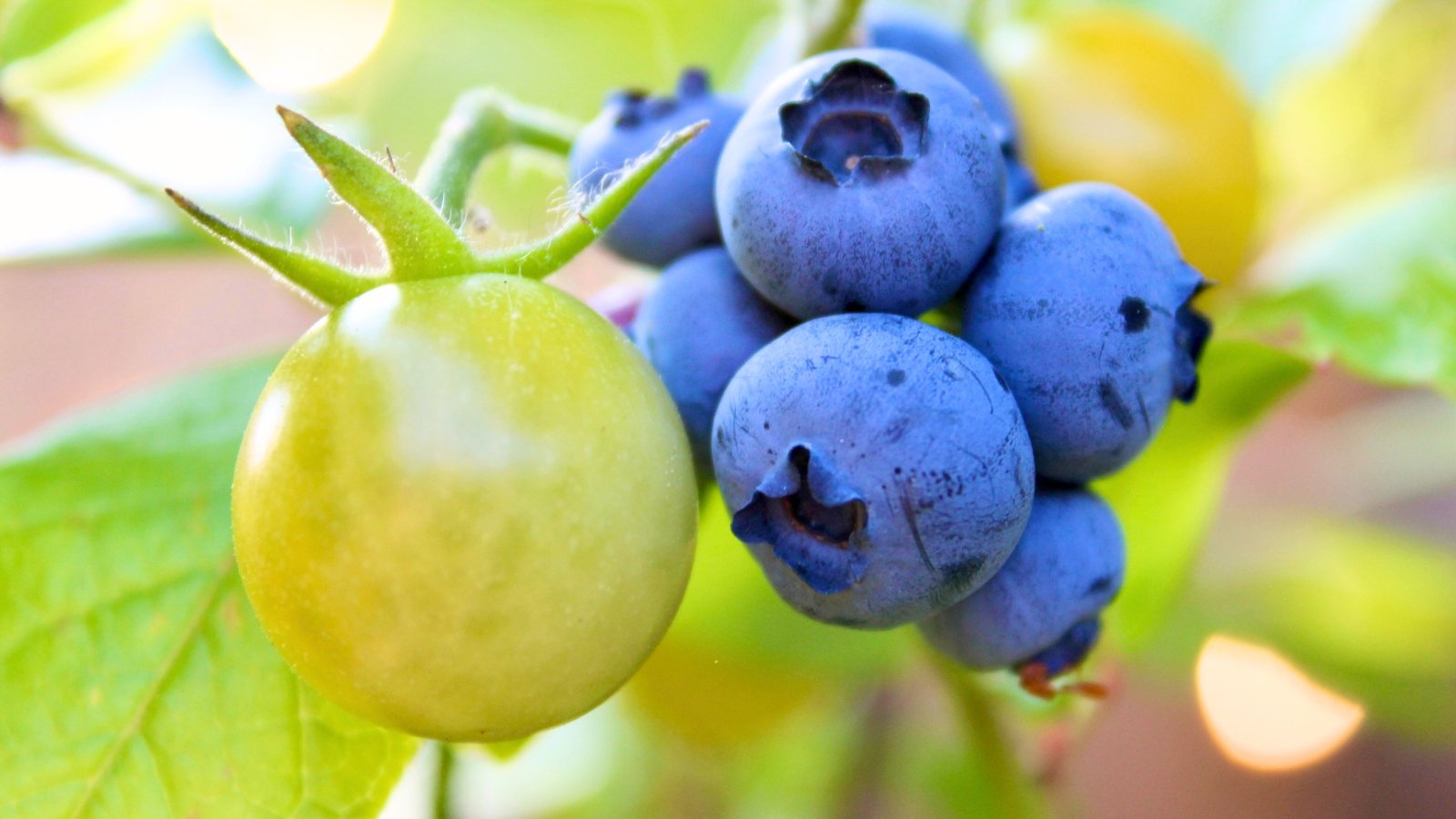 Blueberry companion plants. Close-up of a cluster of ripe dark blue round berries growing next to a small green ripening cherry tomato, against a blurred background of a green garden.