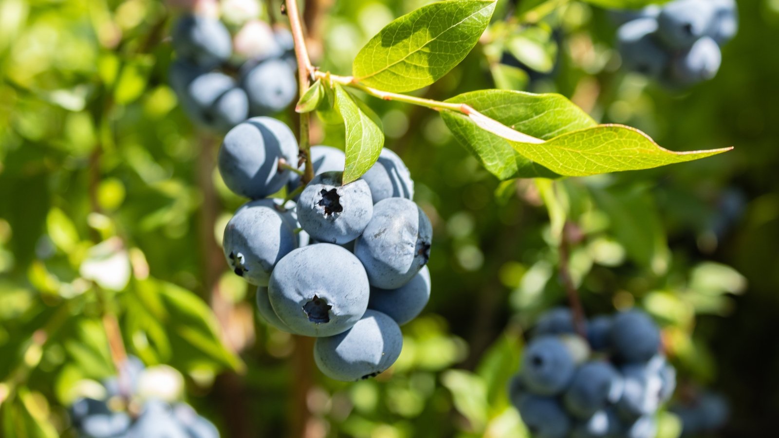 Robust stems with glossy oval leaves and abundant bright blue, plump berries hanging in bunches.