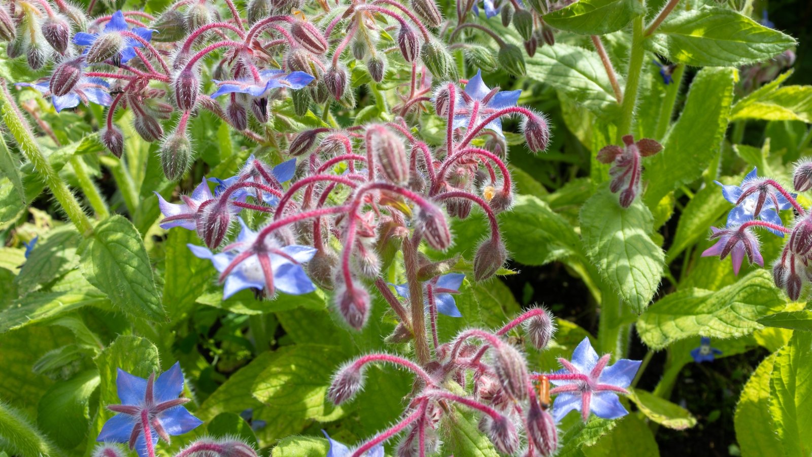 Star-shaped bright blue flowers with fuzzy stems and coarse, oval green leaves.