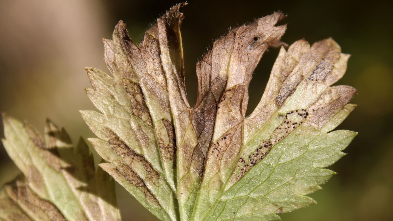 A close-up shot of a leaf of a plant affected with Botrytis disease