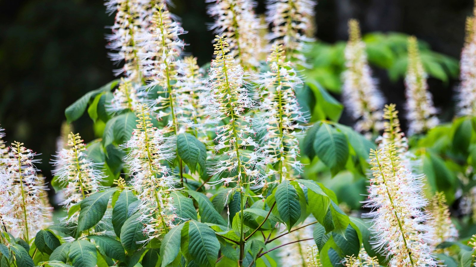 Tall, creamy-white spires of delicate blossoms rise from lush, broad green leaves, creating a striking vertical display.