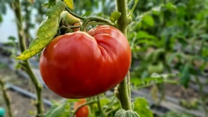 Beefy, red-pink fruit with irregular shoulders grows on a tall vine with soft green leaves.