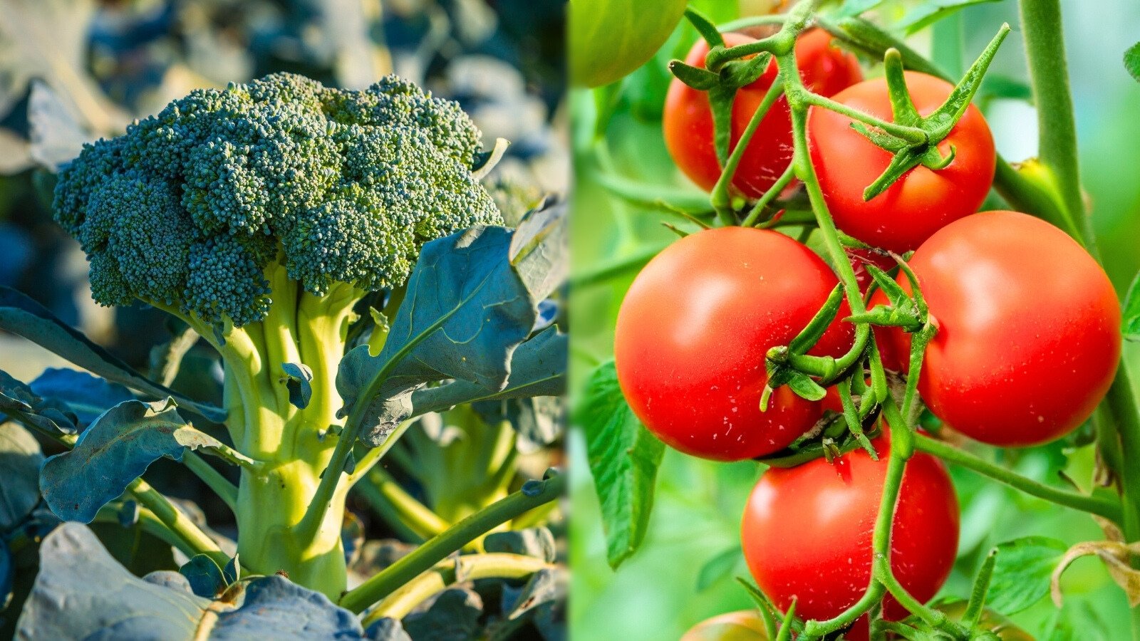Leafy green broccoli heads grow amid broad foliage beside vining tomato plants with clusters of ripe red fruit in a sunny garden.