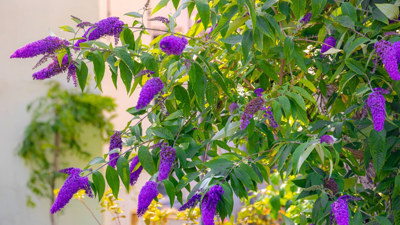 Dense, elongated panicles of vibrant purple flowers, each a multitude of tiny, tubular blooms, gracefully arch from branches adorned with lance-shaped, grey-green leaves.
