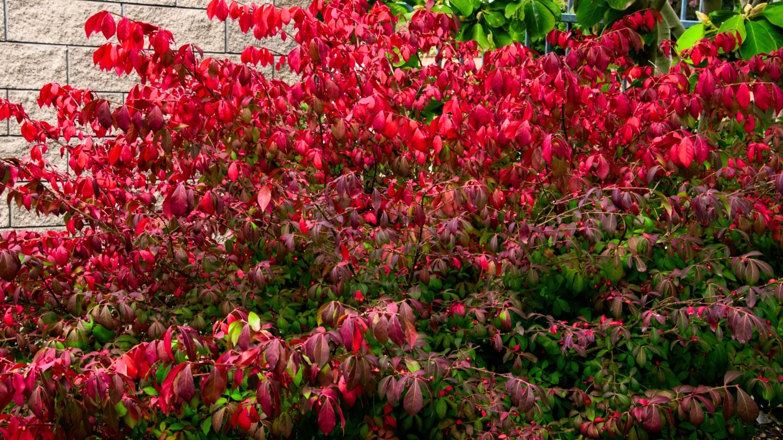 Rounded, mounded shrub with dense, winged stems and neatly arranged oval leaves that turn brilliant scarlet-red, forming a bold, symmetrical shape.