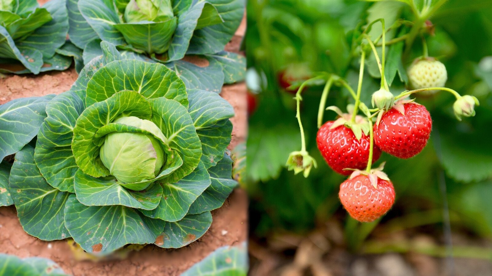 Cabbage plants with large, overlapping green leaves forming dense rounded heads grow in neat rows beside low-growing strawberry plants with ripe red berries and serrated foliage.