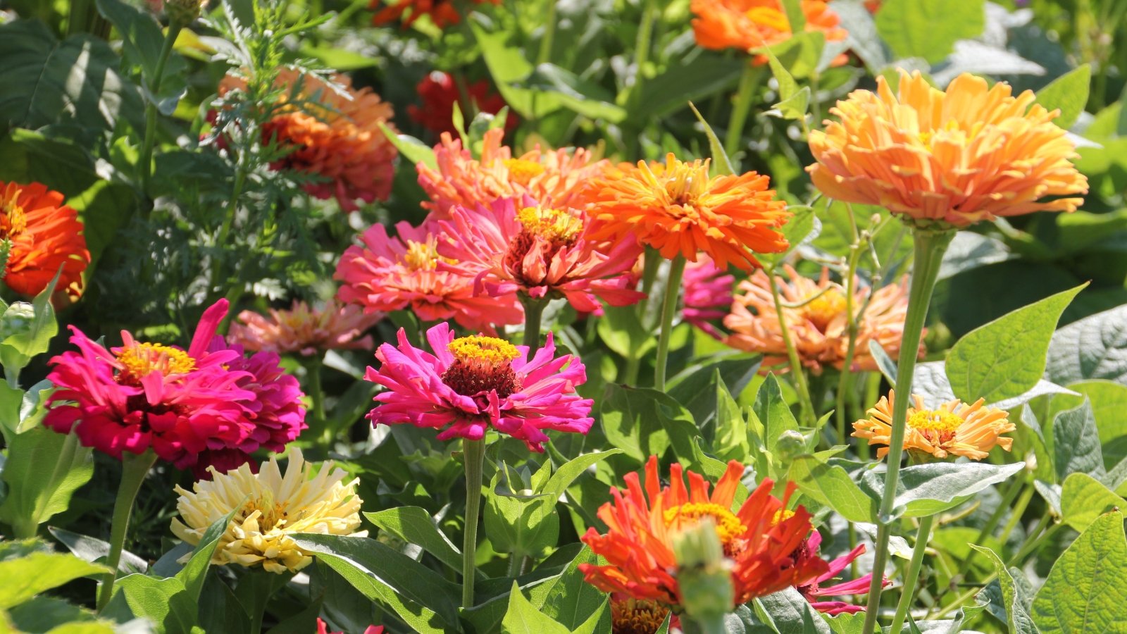 Tall zinnia plants with narrow, pointed petals forming spiky, starburst-shaped blooms in vivid shades of pink, red, orange, and yellow, set against dark green foliage.