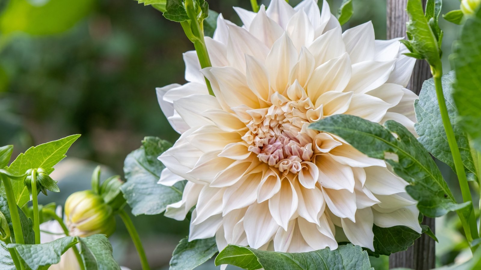 Large, creamy blush-pink flower with layered, rounded petals, supported by tall green stems and mid-green serrated leaves.