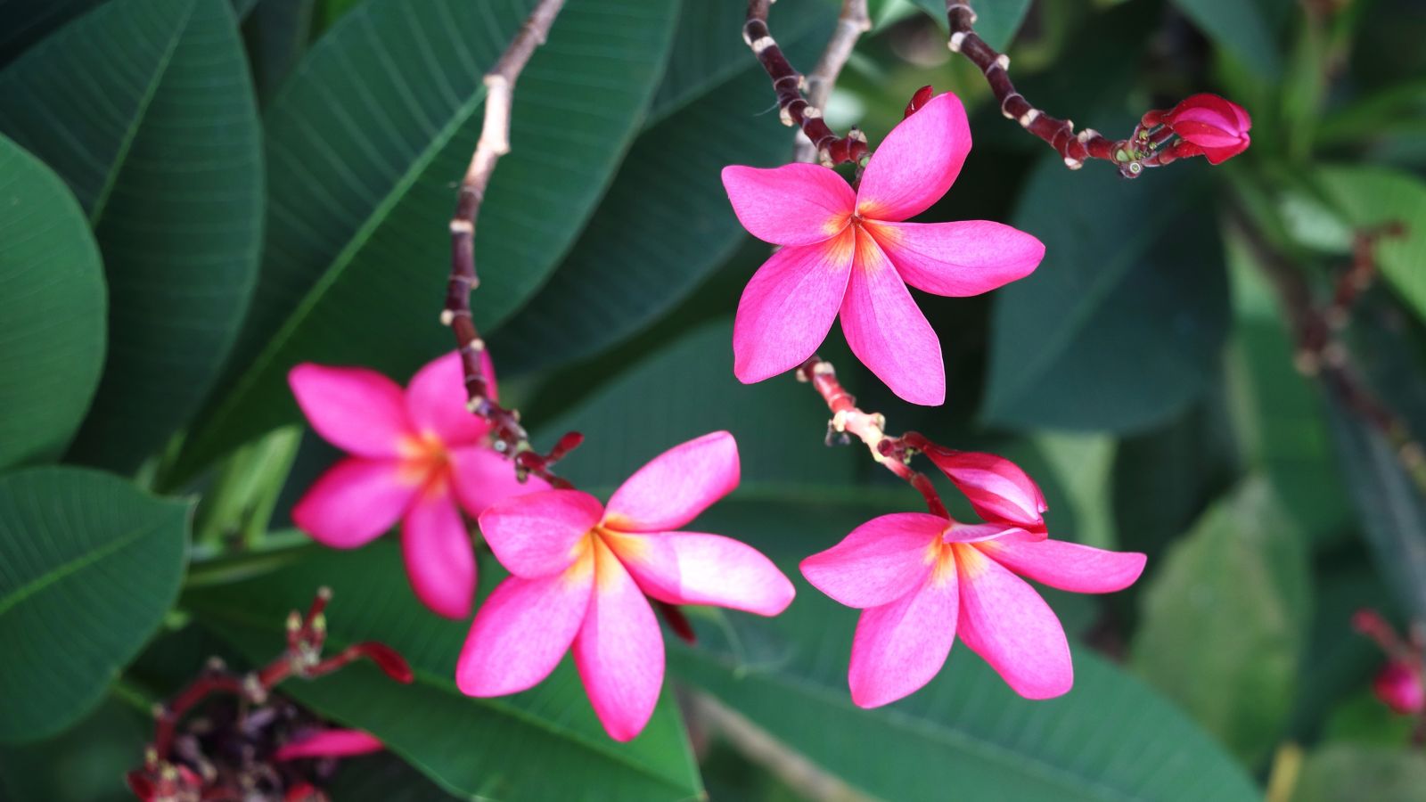 A ‘Calcutta Star’ plant with multiple pink blooms with dainty yellow centers