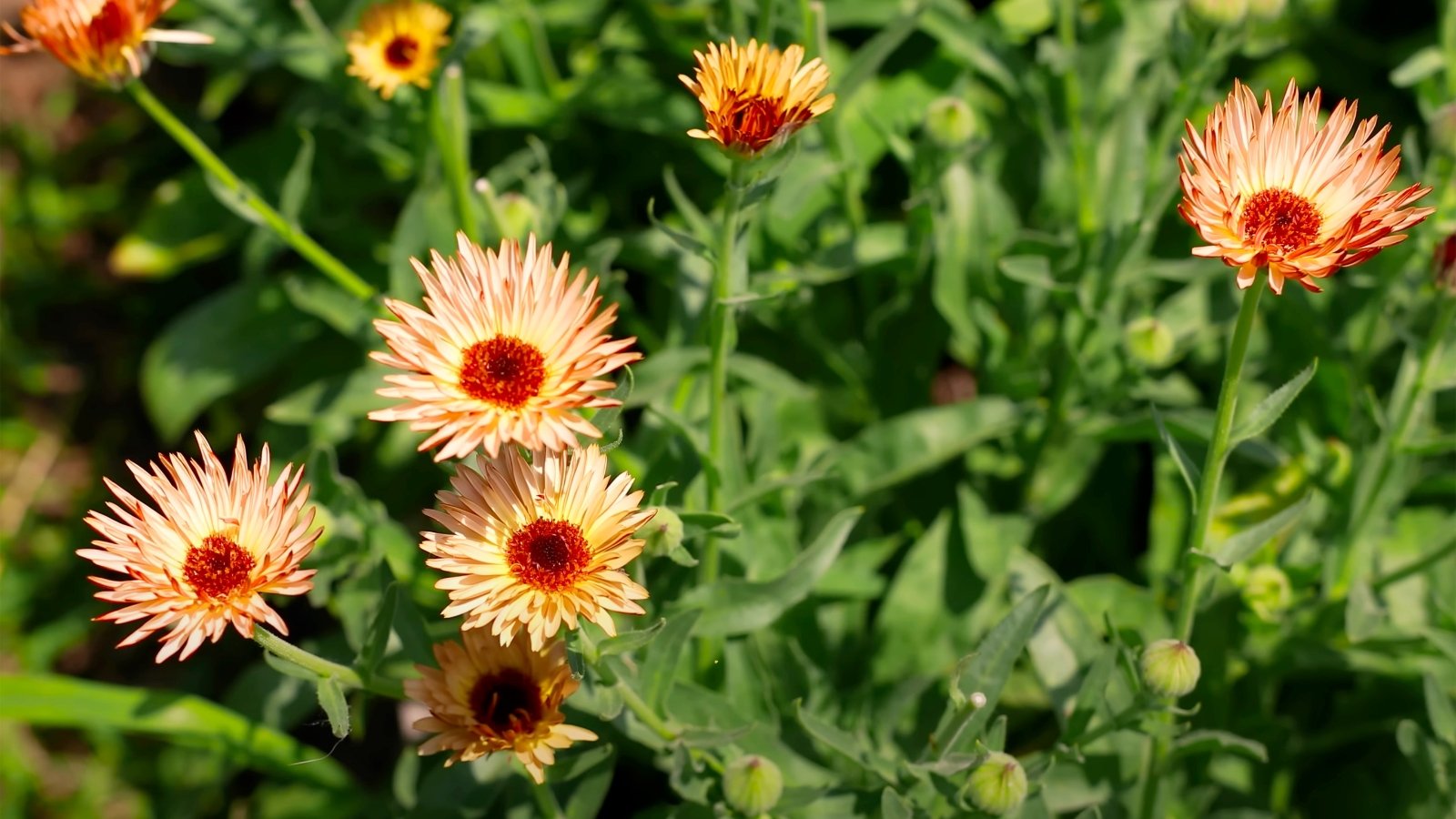 Bright orange-yellow daisy-like flowers with smooth, oval green leaves and sturdy stems.