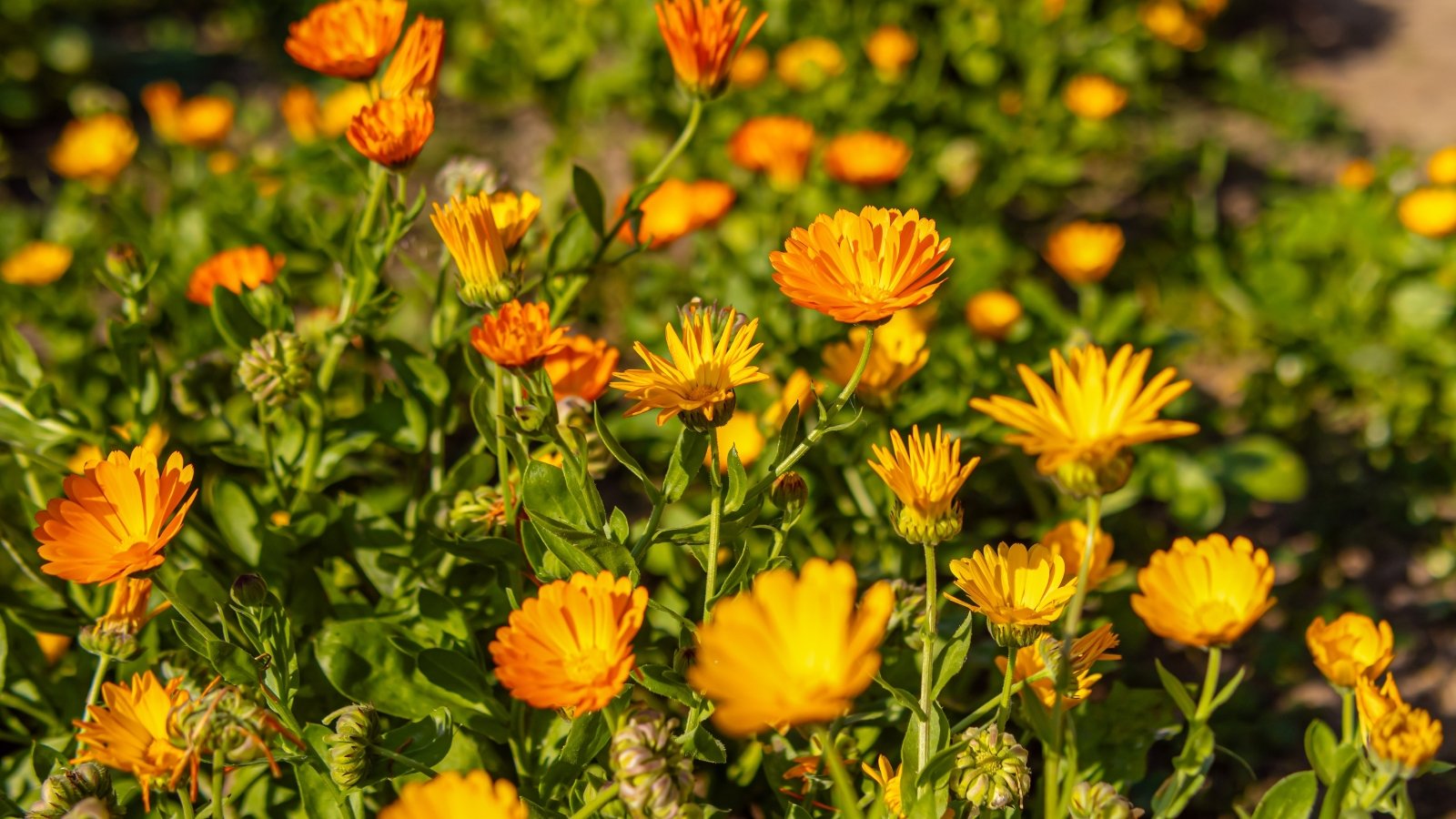 Bright orange and yellow daisy-like blooms with ruffled petals and soft green leaves.