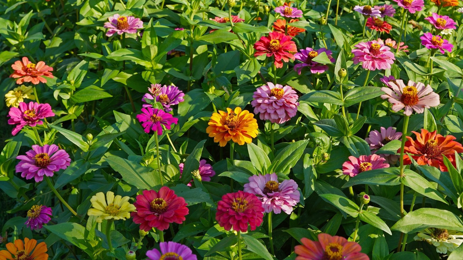 Tall, bushy plants with large, ruffled double blooms in vibrant shades of red, orange, pink, and purple, rising above broad green leaves on sturdy stems.