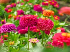 California Giants Zinnia with massive, fully double blooms in vivid shades atop tall, sturdy green stems with lance-shaped leaves.