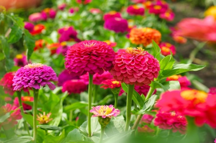 California Giants Zinnia with massive, fully double blooms in vivid shades atop tall, sturdy green stems with lance-shaped leaves.
