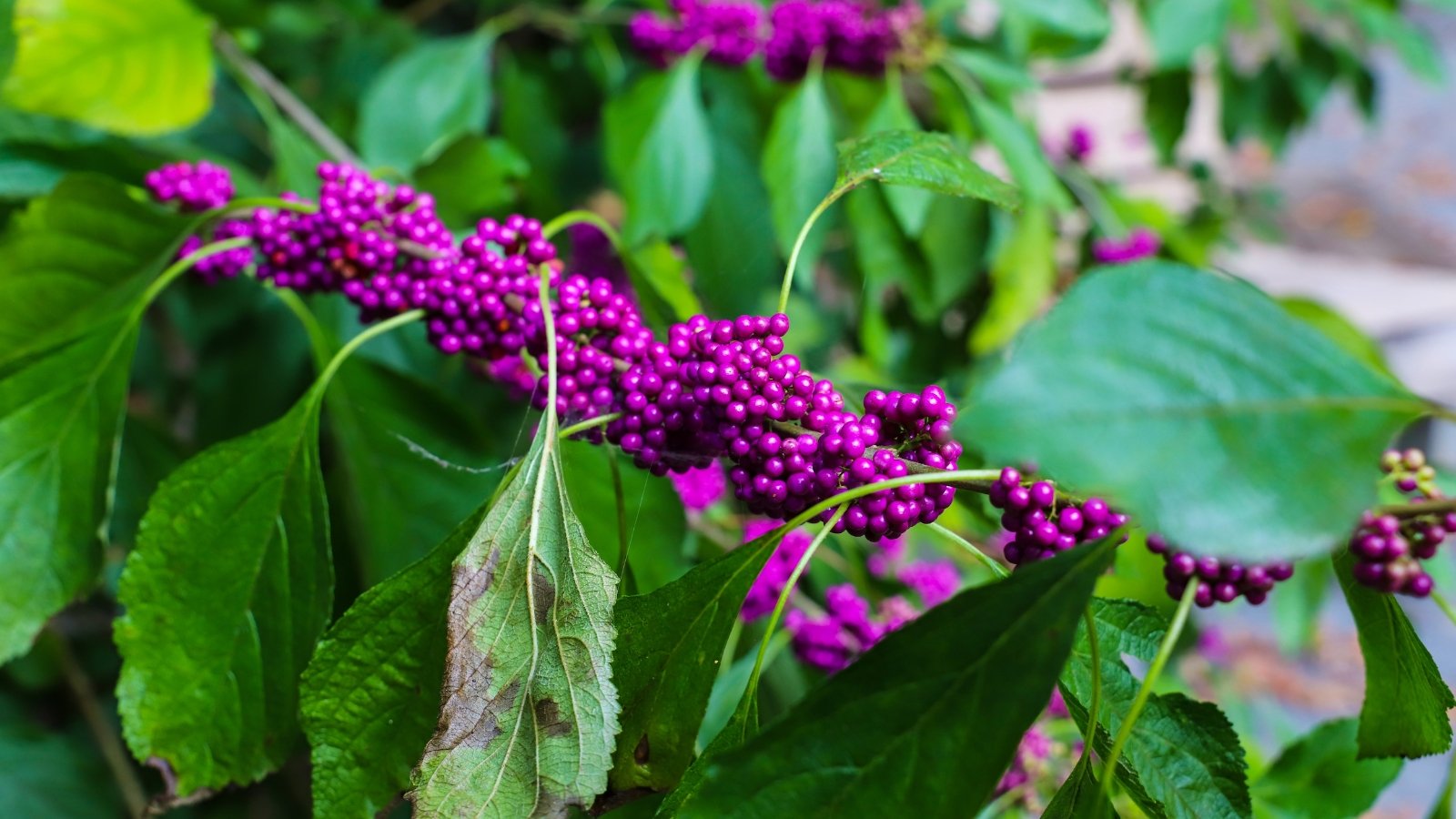 Clusters of vibrant purple berries nestled among broad green leaves.