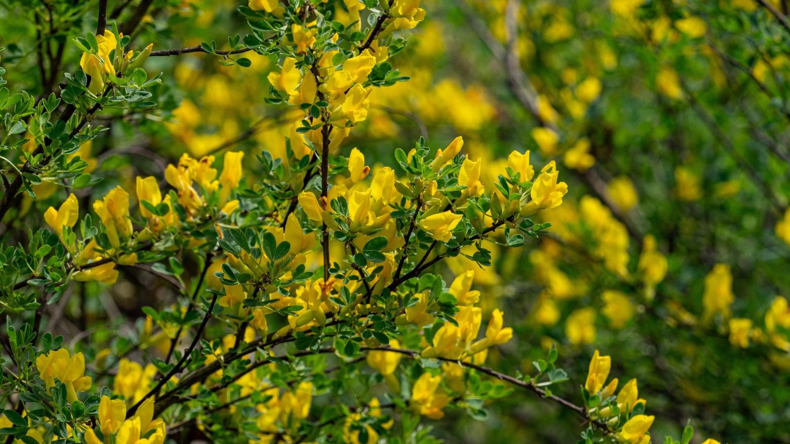 Arching branches covered in bright yellow, pea-shaped flowers and narrow green leaflets create a vibrant display in full bloom.
