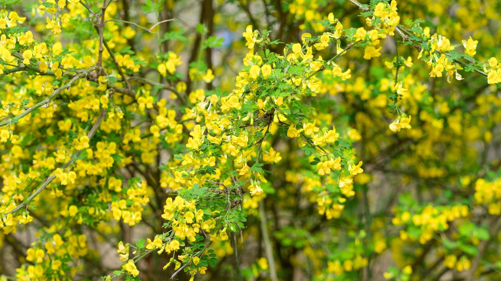 Arching woody stems hold golden, hooded blossoms nestled among soft green, lanceolate leaflets with smooth edges and a slightly glossy surface.
