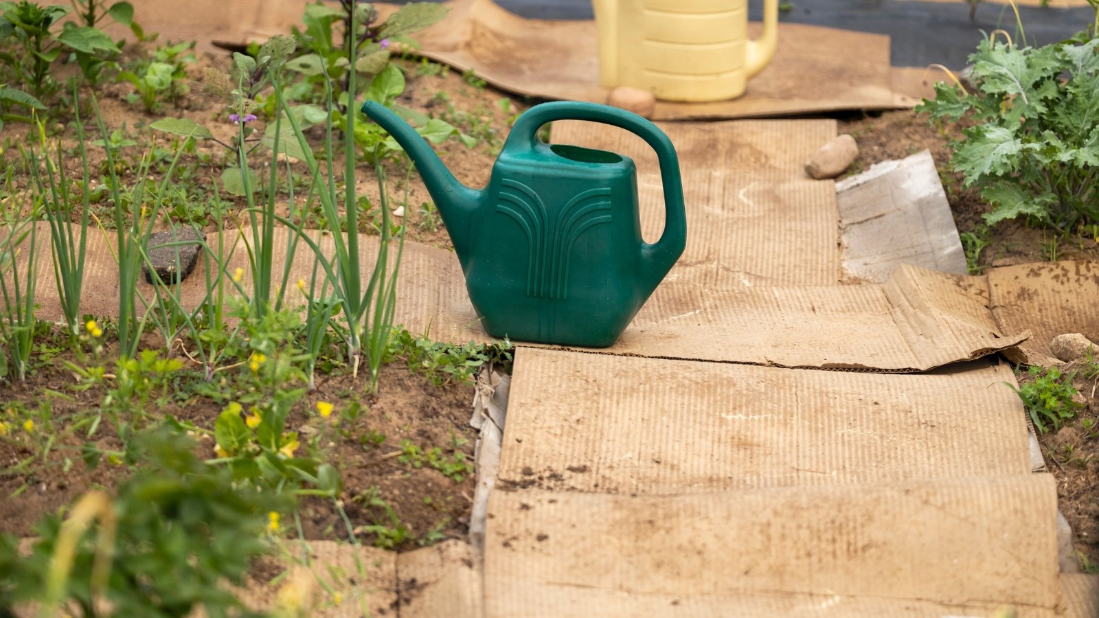 On the garden bed, among the vegetable crops, there are pieces of cardboard and a green plastic watering can.