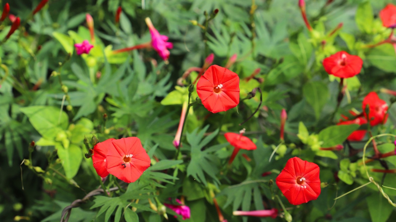 Bright red, tubular flowers bloom along delicate, deeply lobed, palmate leaves on slender twining stems that climb vertically.