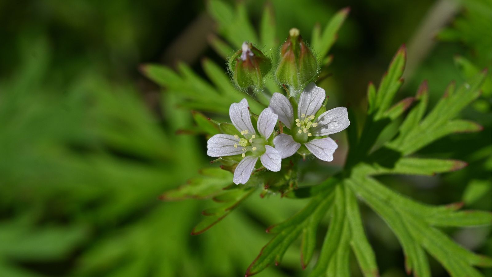 A close-up shot of dainty white flowers atop stems and alongside their intricate leaves outdoors