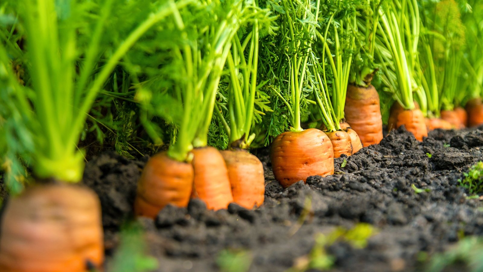 Close-up of plants growing in a garden bed row, showing leafy green, fern-like tops and thick orange shoulders protruding from the soil.