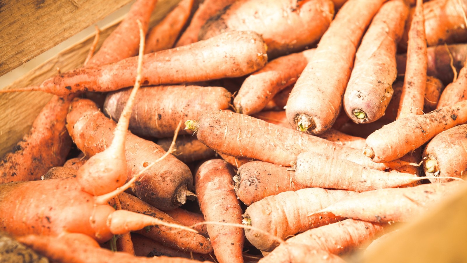 Smooth, soil-dusted orange carrots without tops are neatly arranged in a wooden box for winter storage.