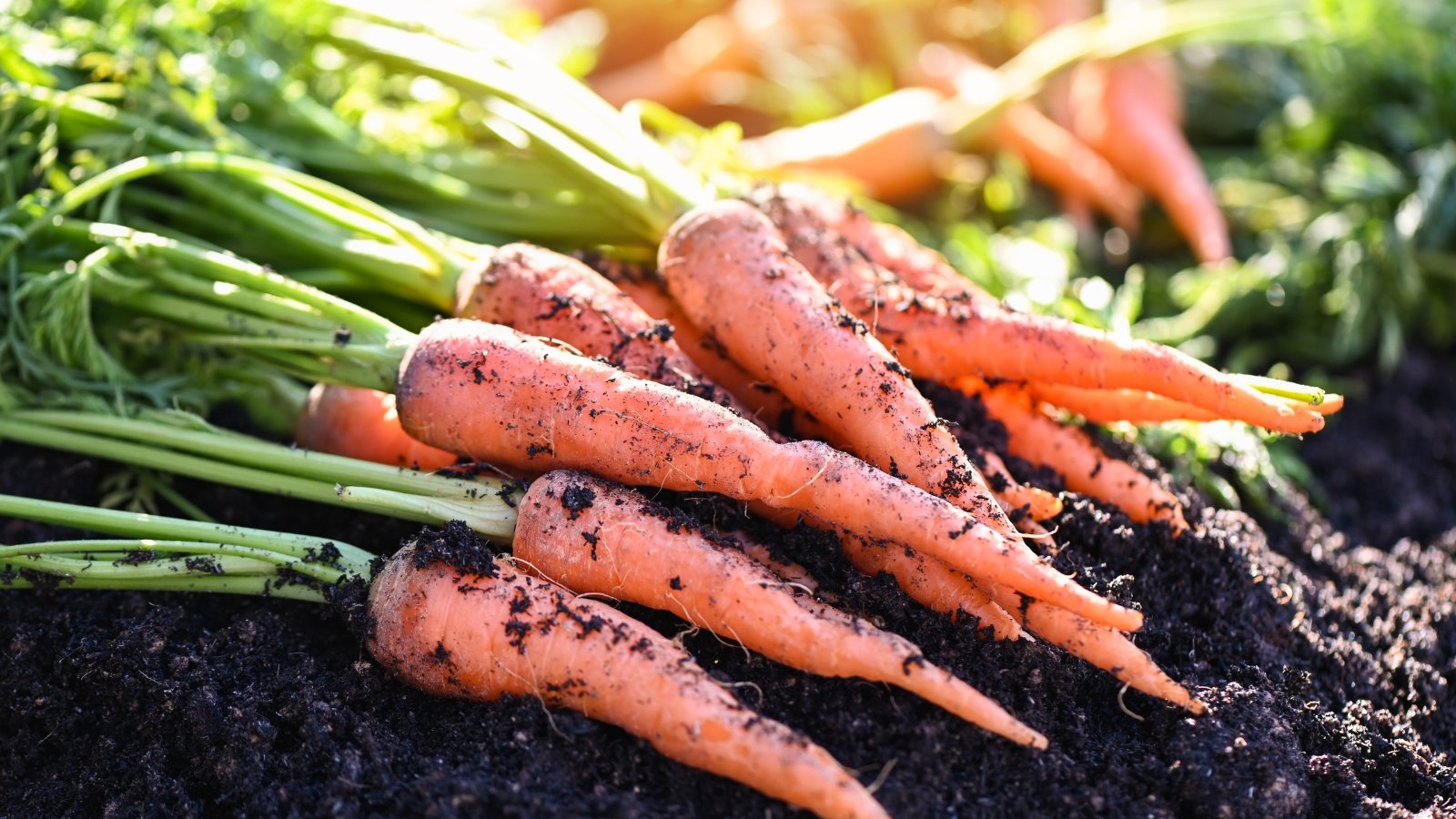 Freshly picked carrots with bright orange, elongated, tapering roots and tufts of green feathery foliage lie on loose, slightly damp soil in a sunny garden.