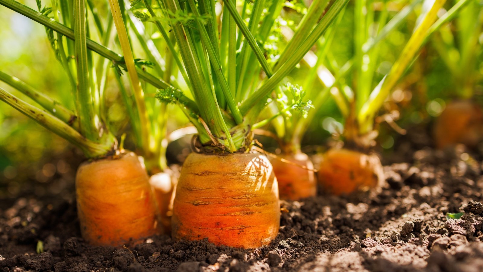Lush feathery tops emerge from soil, with leafy rows revealing orange shoulders of developing taproots.
