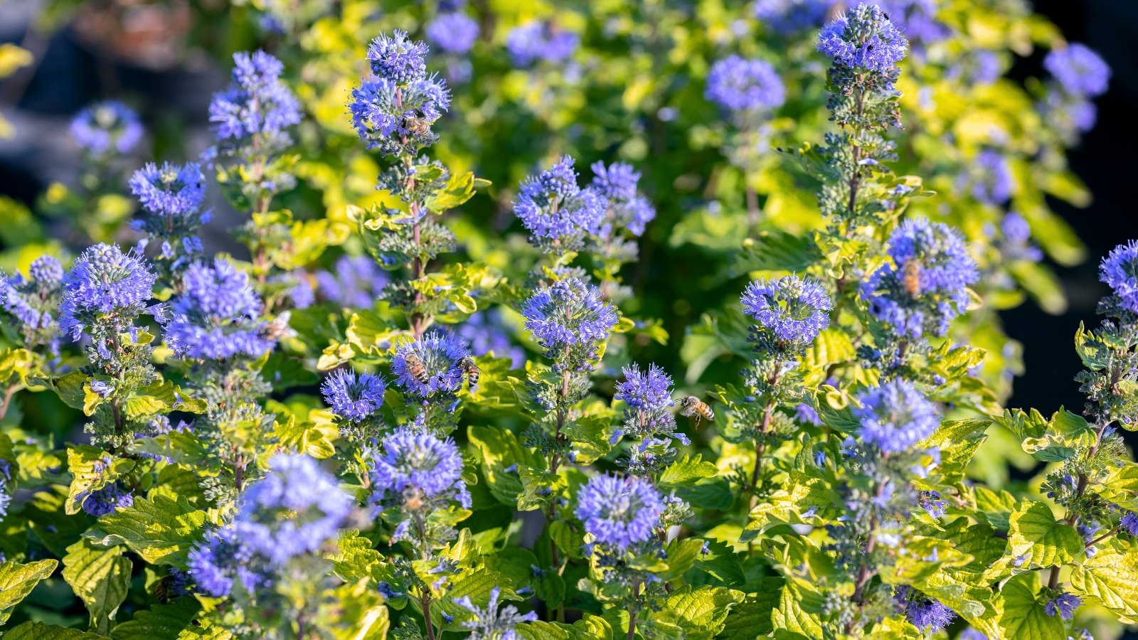 Rounded clusters of small, feathery blue-purple flowers emerge from the axils of bright chartreuse leaves, creating a vibrant contrast across the plant.