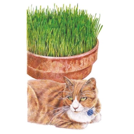 Cat Grass Seeds