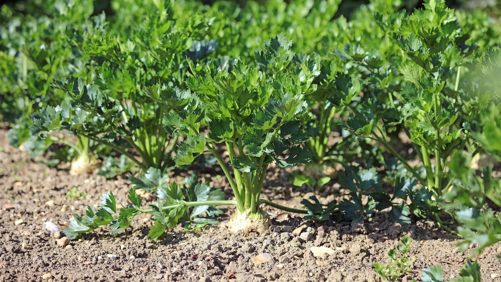 Rough, bulbous roots with knobby, textured surfaces swell just above the soil beneath leafy green tops.