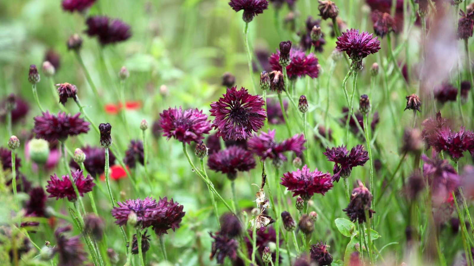 Deep blackish-purple fringed petals surrounding a dark central disc atop thin green stems and narrow leaves.