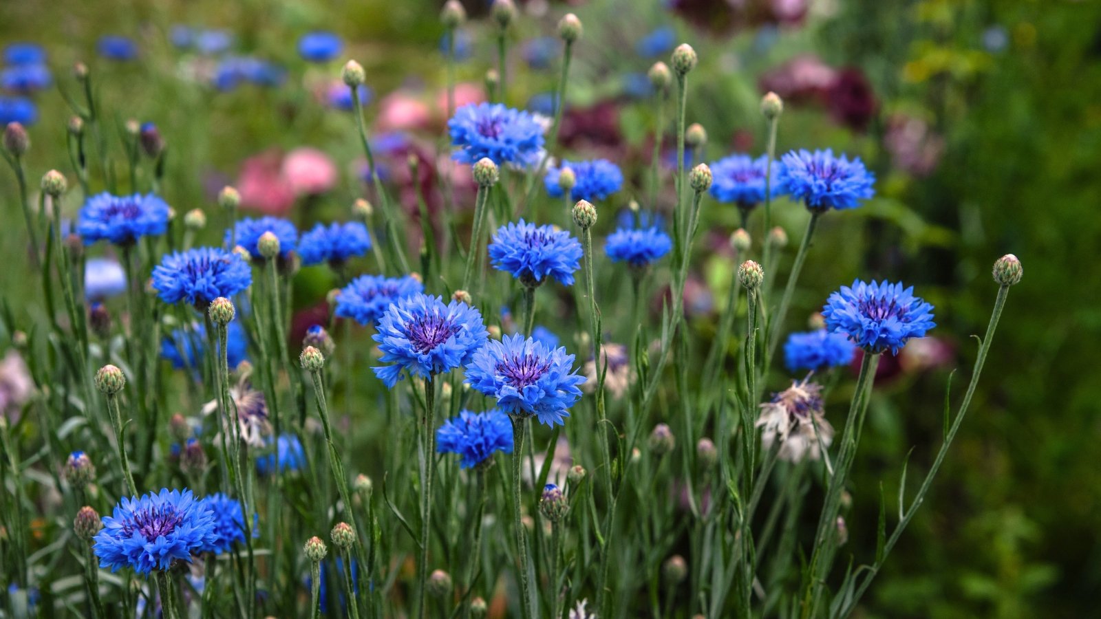 Bright blue cornflower blooms with fringed petals atop slender green stems and narrow, lance-shaped leaves.