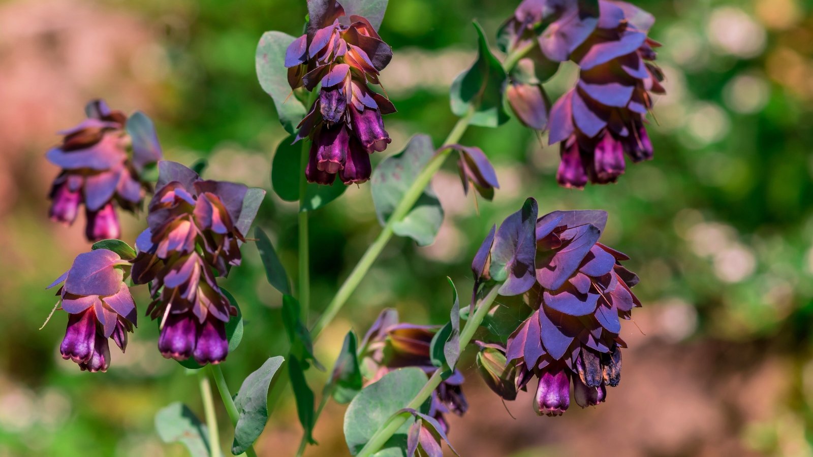 Nodding tubular purple flowers emerge beneath curved blue-green bracts and waxy gray-green leaves on arching stems.