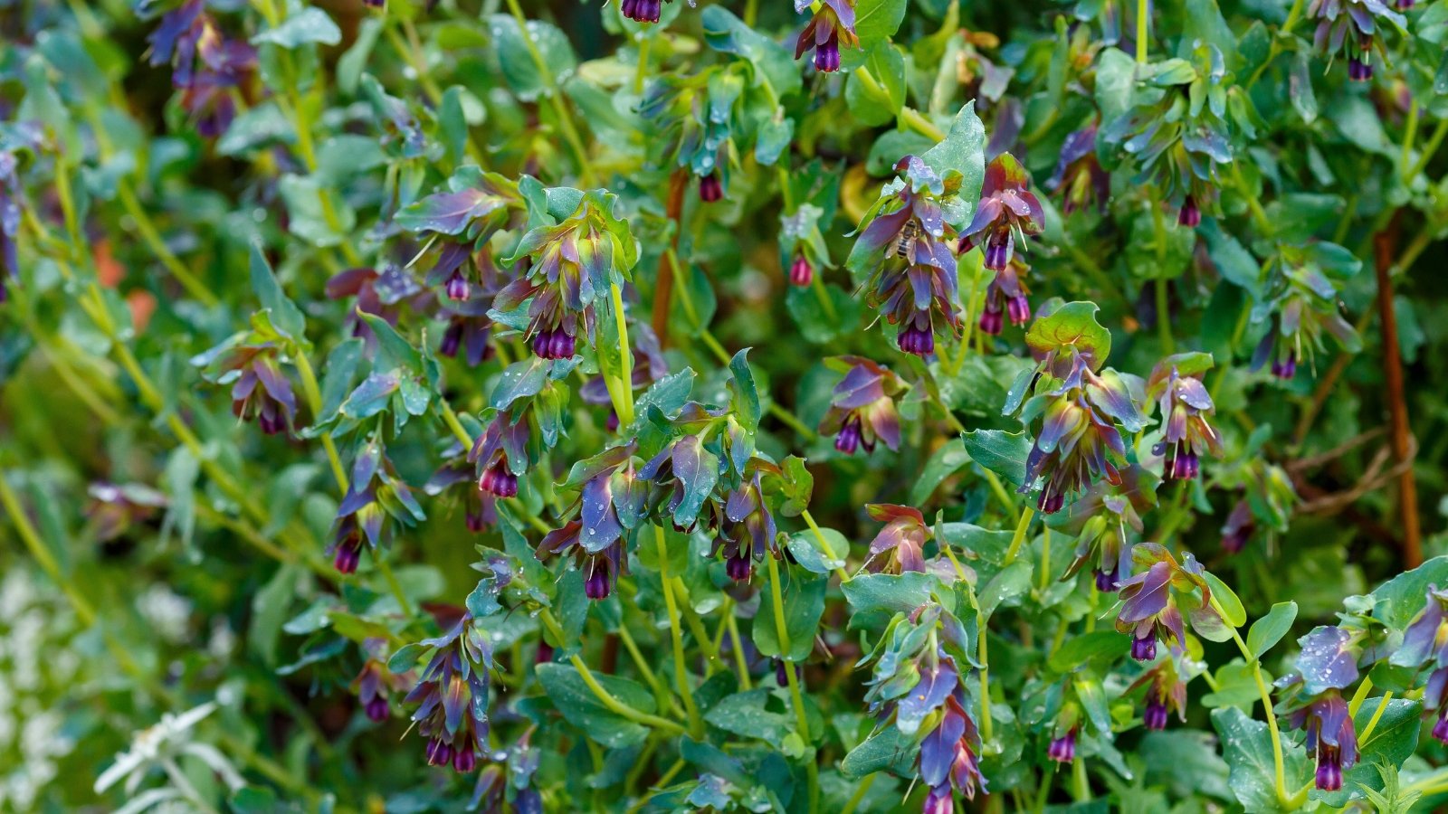 Bell-shaped, pale blue to purple flowers with dangling clusters above oval, waxy gray-green leaves on sturdy stems.